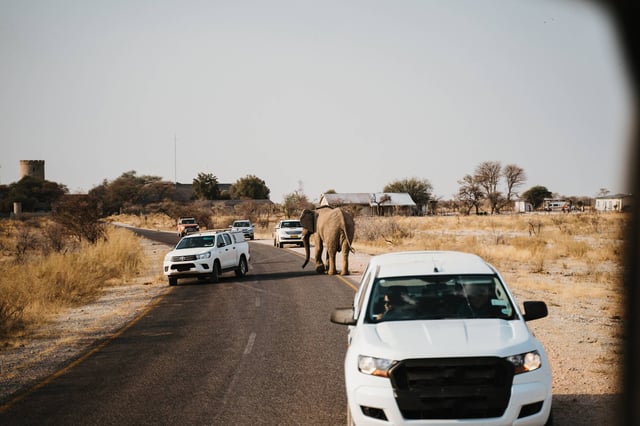 African elephant crossing paved road