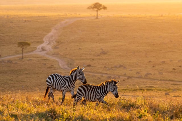 Zebras Walking Peacefully At Golden Magical Light During Sunrise In Mara