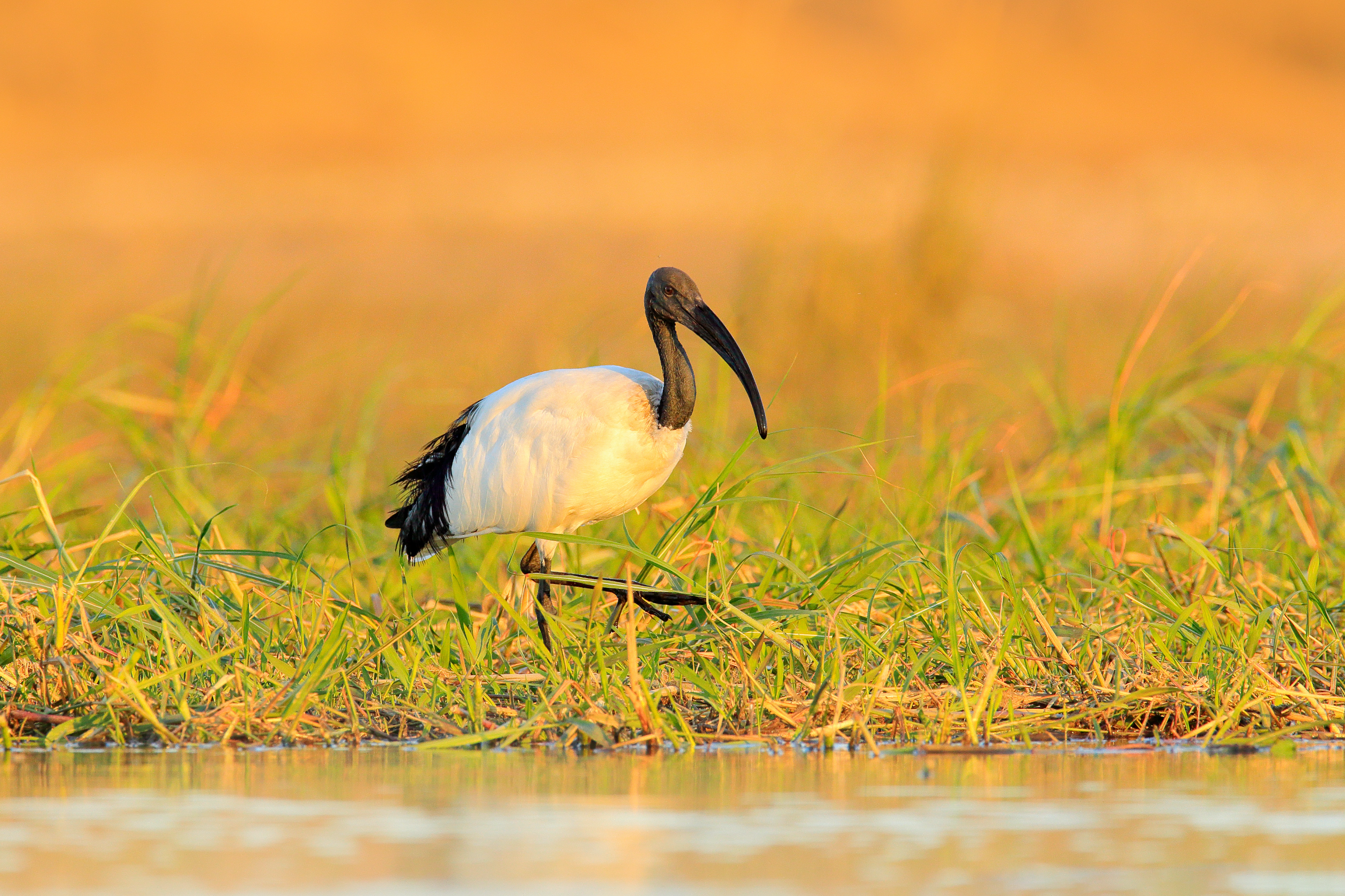 Sioma Ngwezi National Park