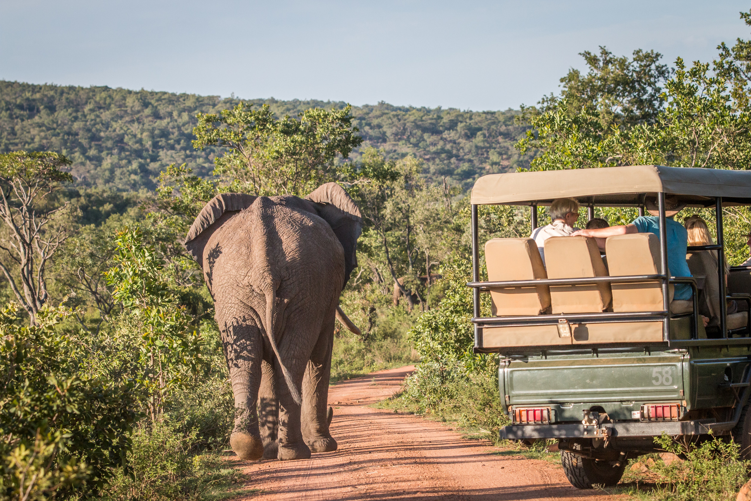 A safari vehicle follows closely behind a large African elephant ambling down a dirt road