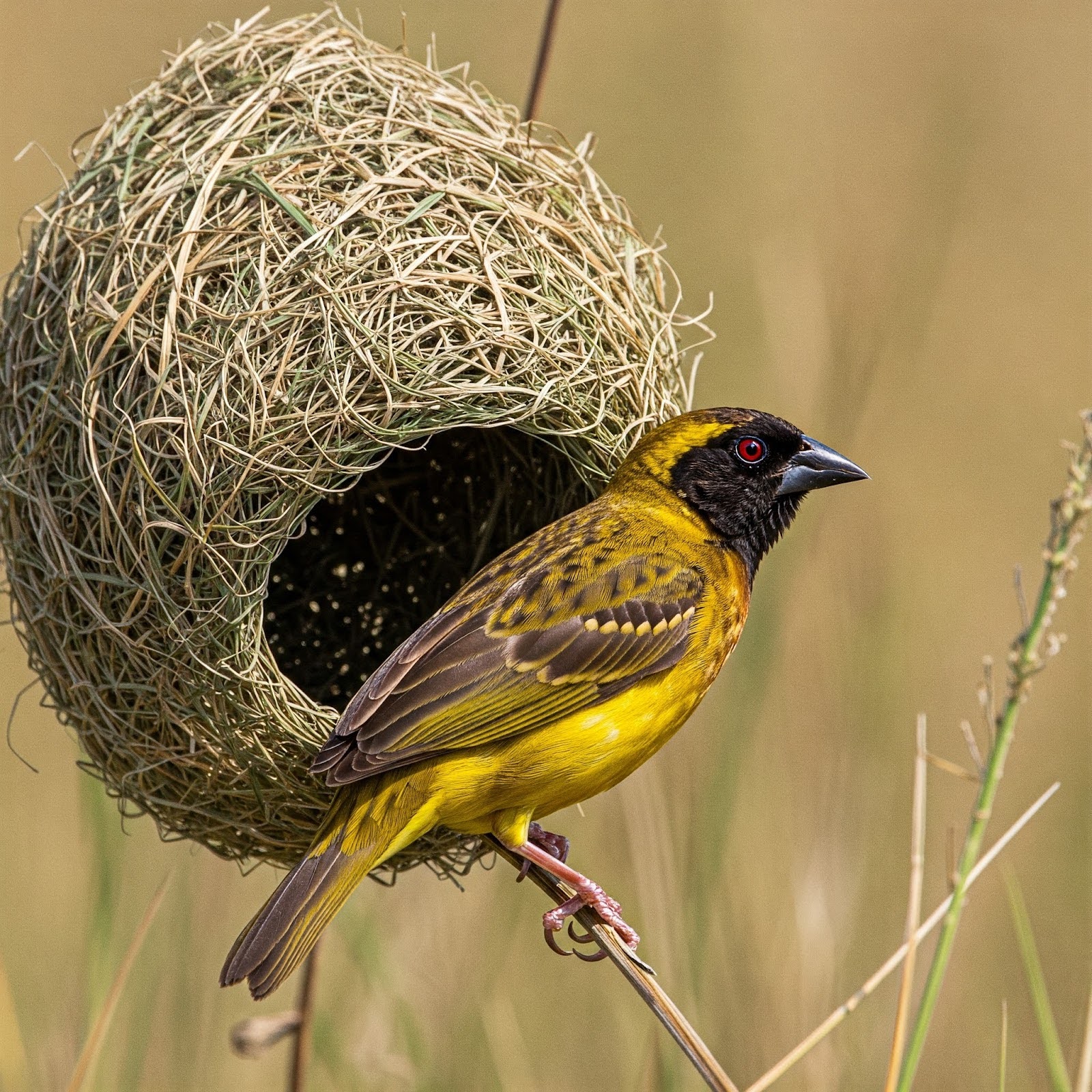 Buffalo Weaver