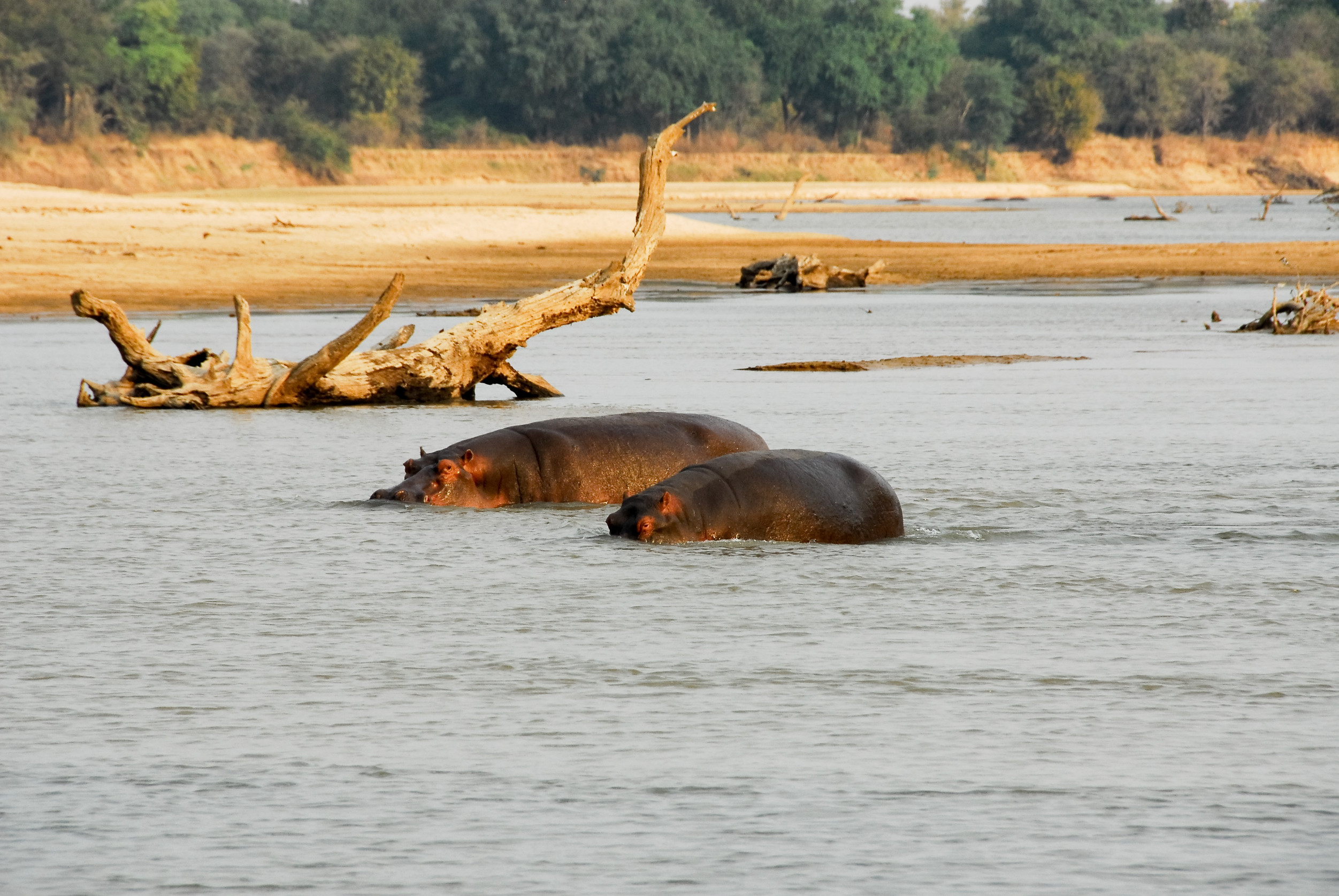 Hippos relaxing in the North Lwanga National Park, Zambia