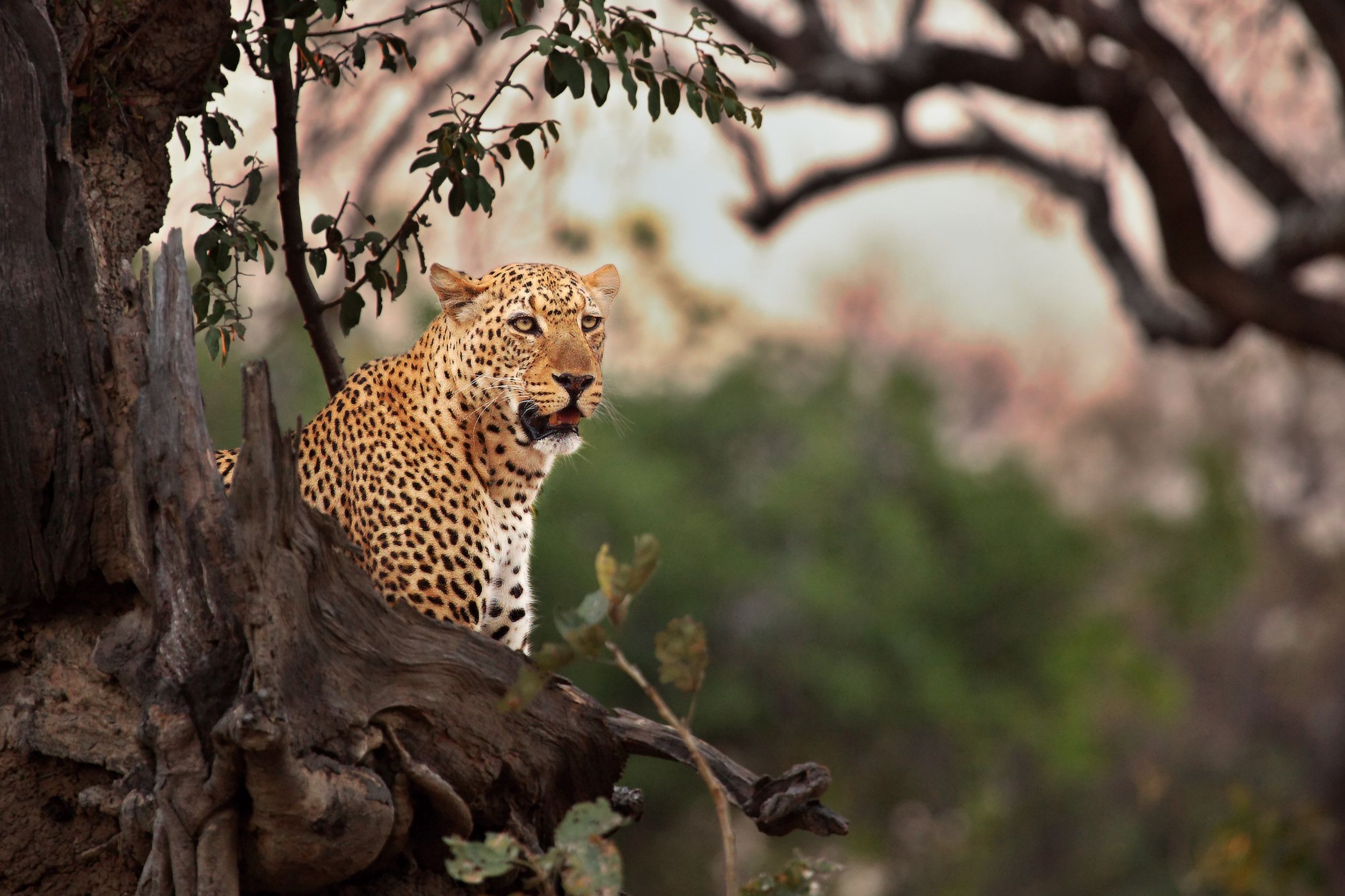 Huge African Leopard Panthera Pardus Pardus Males