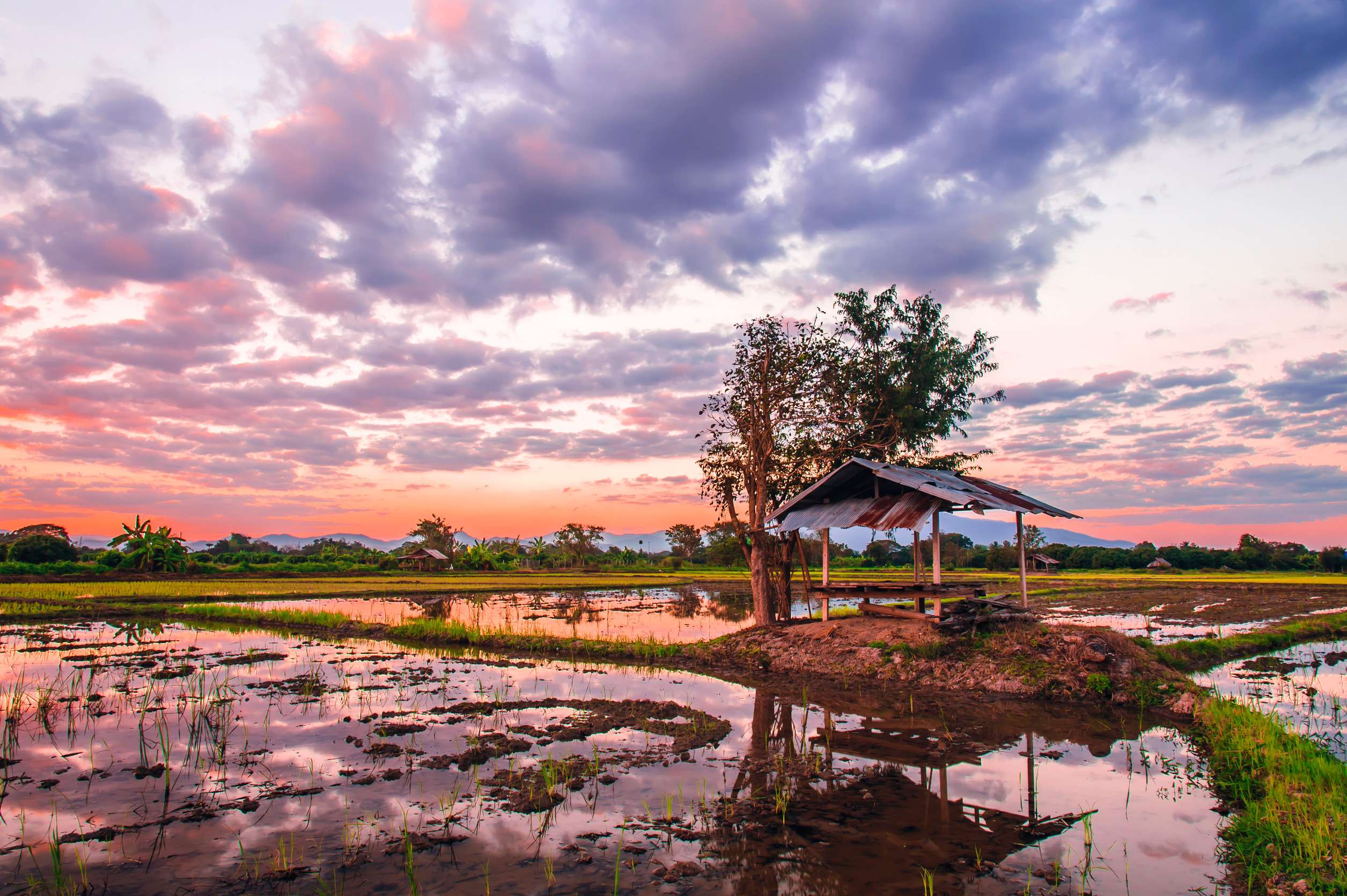 acreage for rice farming in sunset