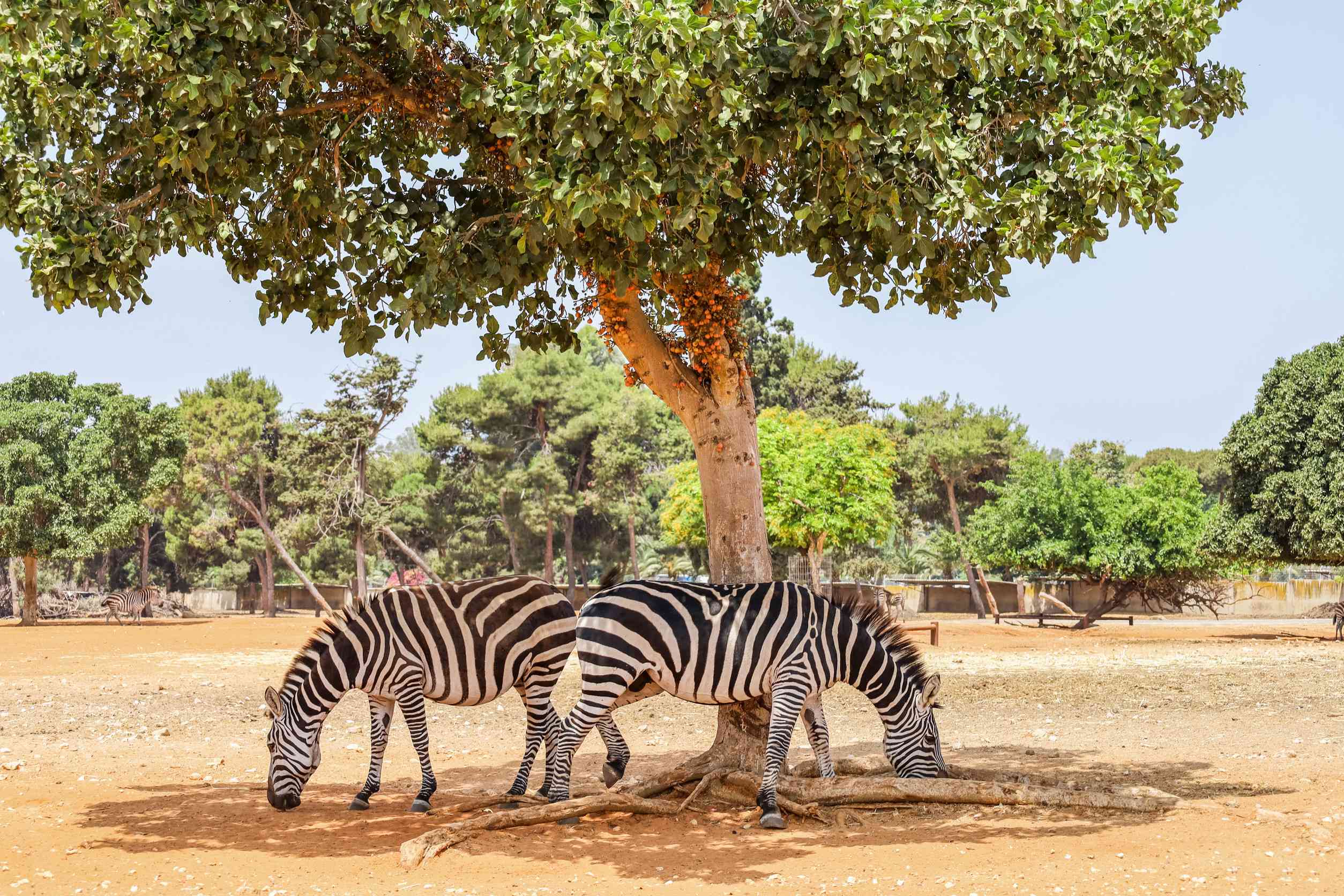 beautiful zebras in safari park