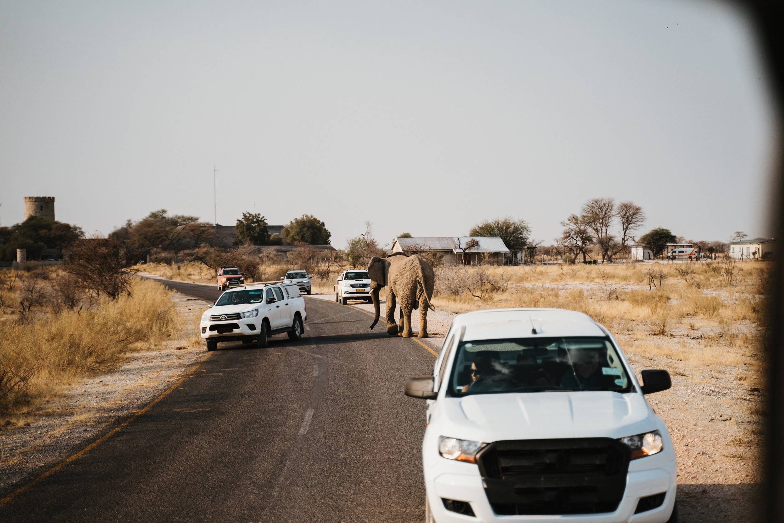 elephant between cars and pushing them away