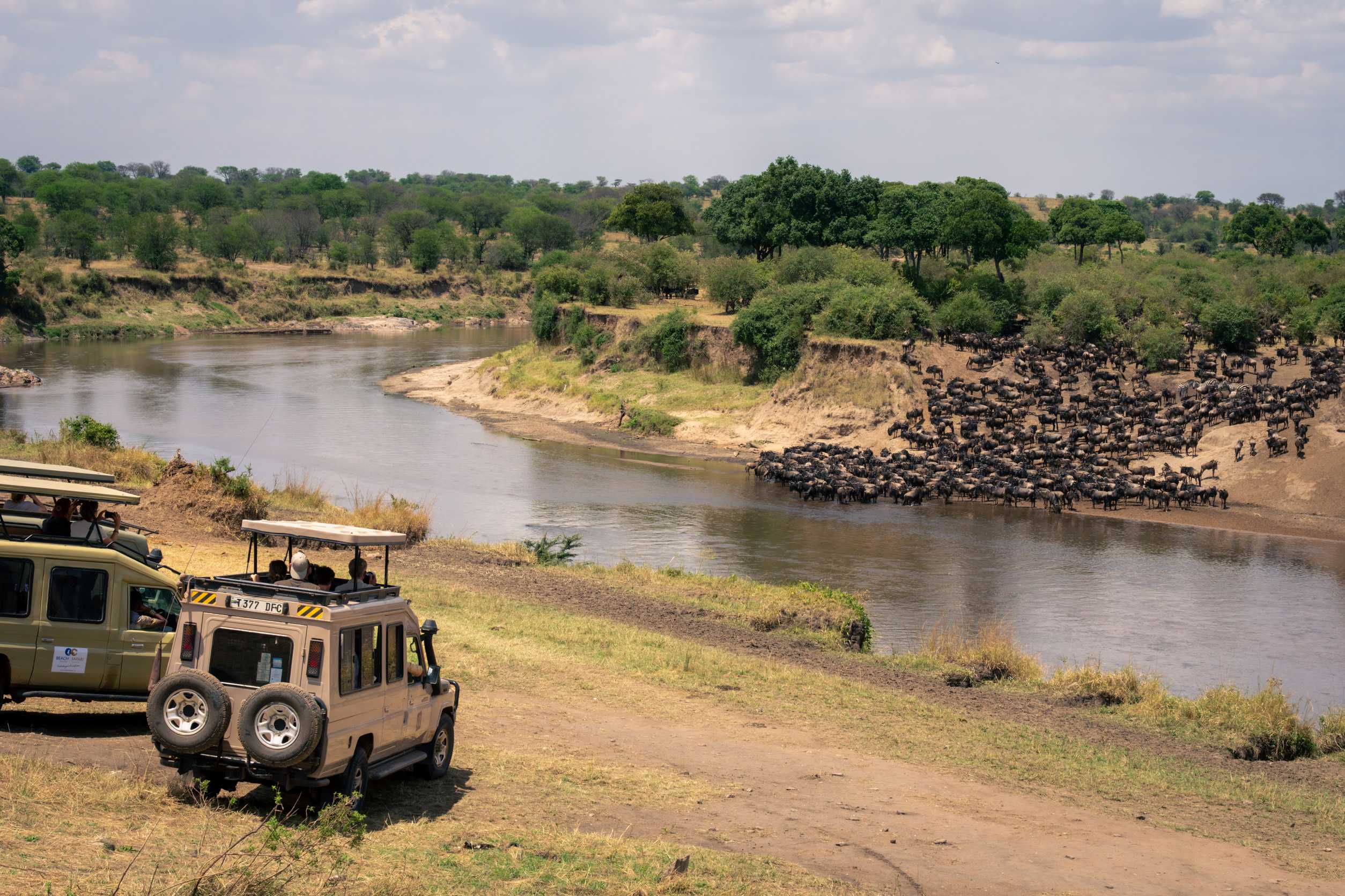 guests watch wildebeest river crossing from trucks