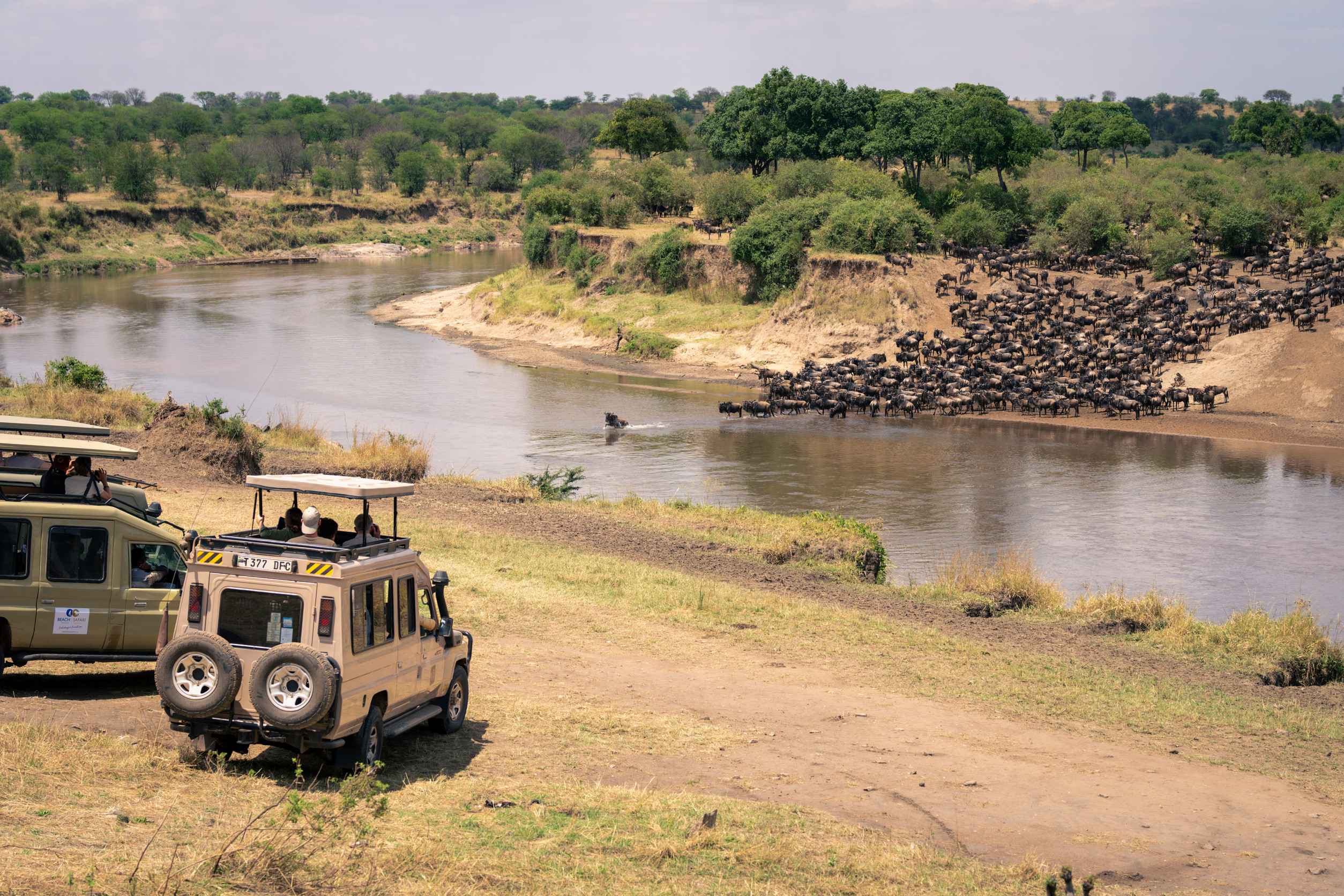 guests watch wildebeest river crossing from vehicles