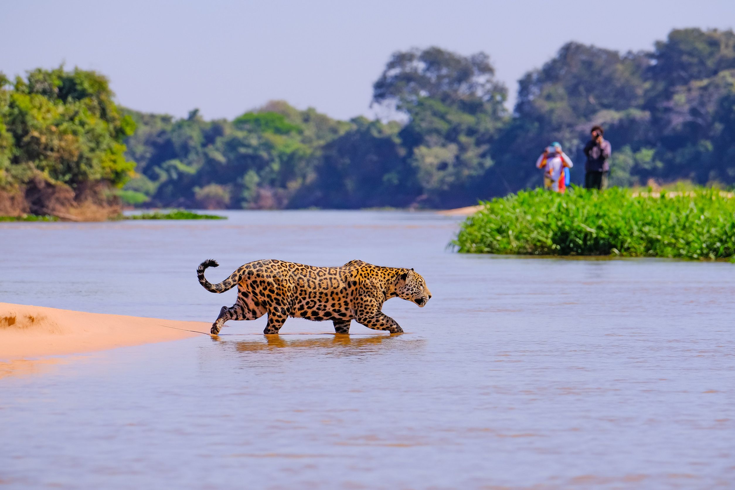 jaguar panthera onca female observed by unrecognizable tourists crossing cuiaba
