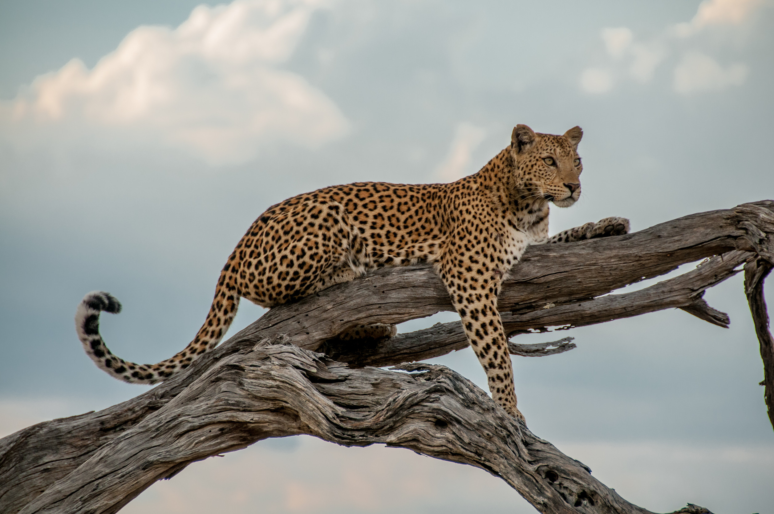 Into the Wild: Exploring Zambia’s Incredible Wildlife