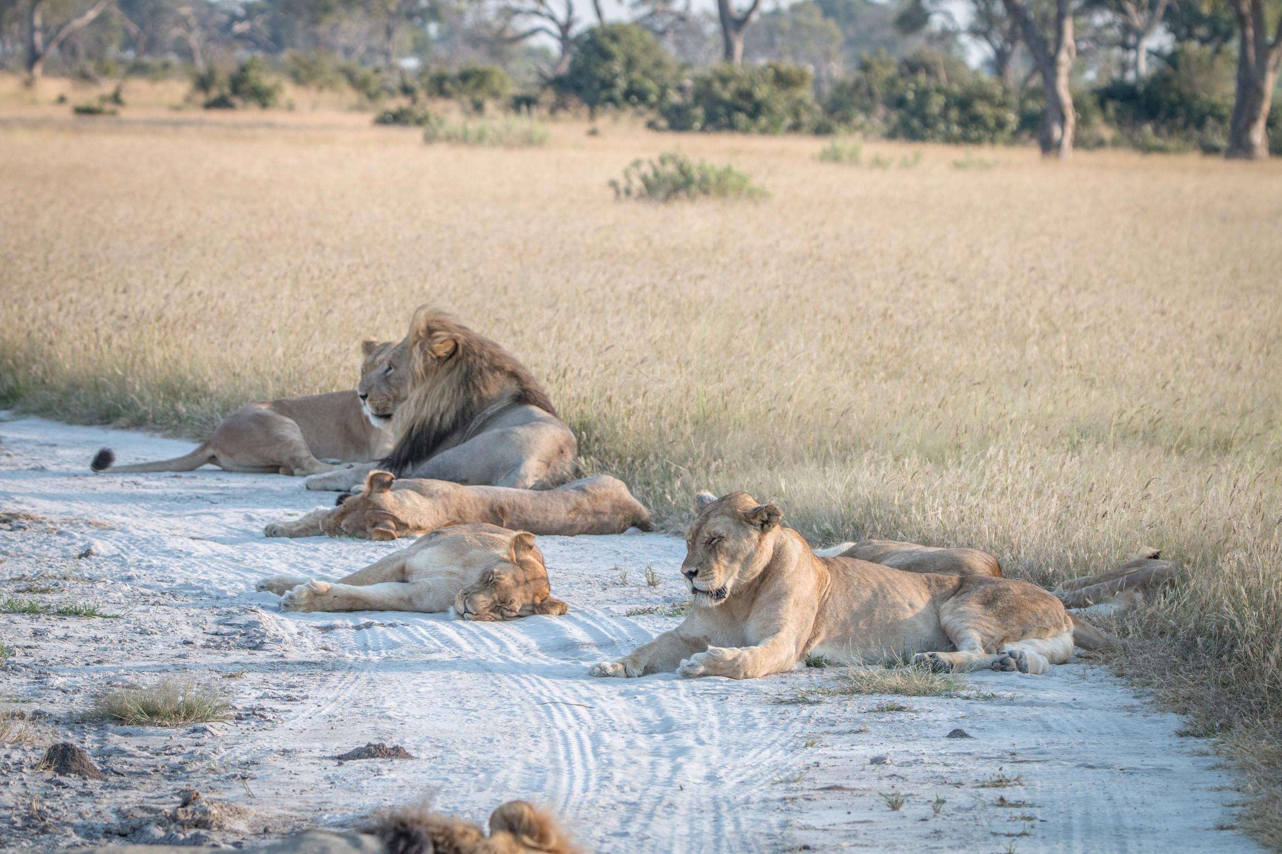 Journey to South Luangwa National Park