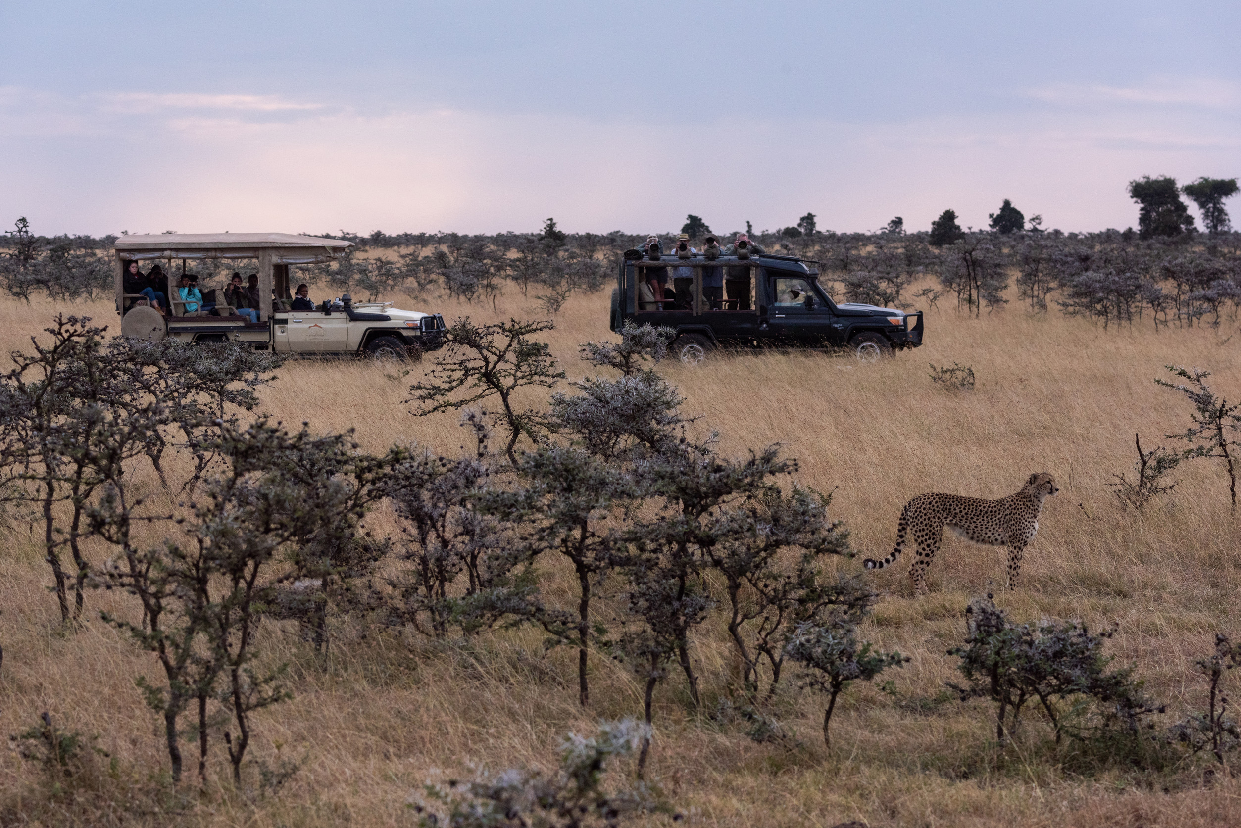 July and August: Peak Safari Season