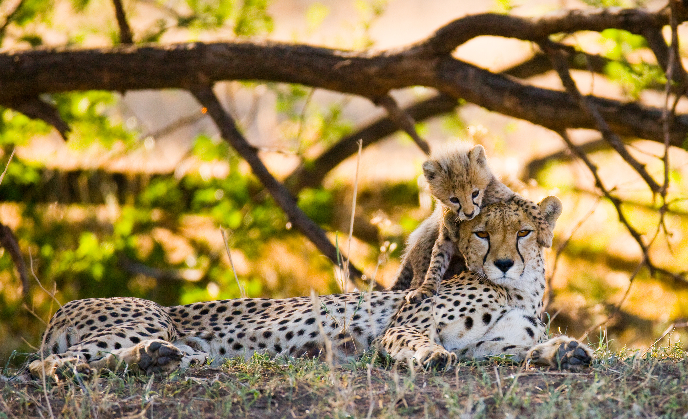 Kafue National Park