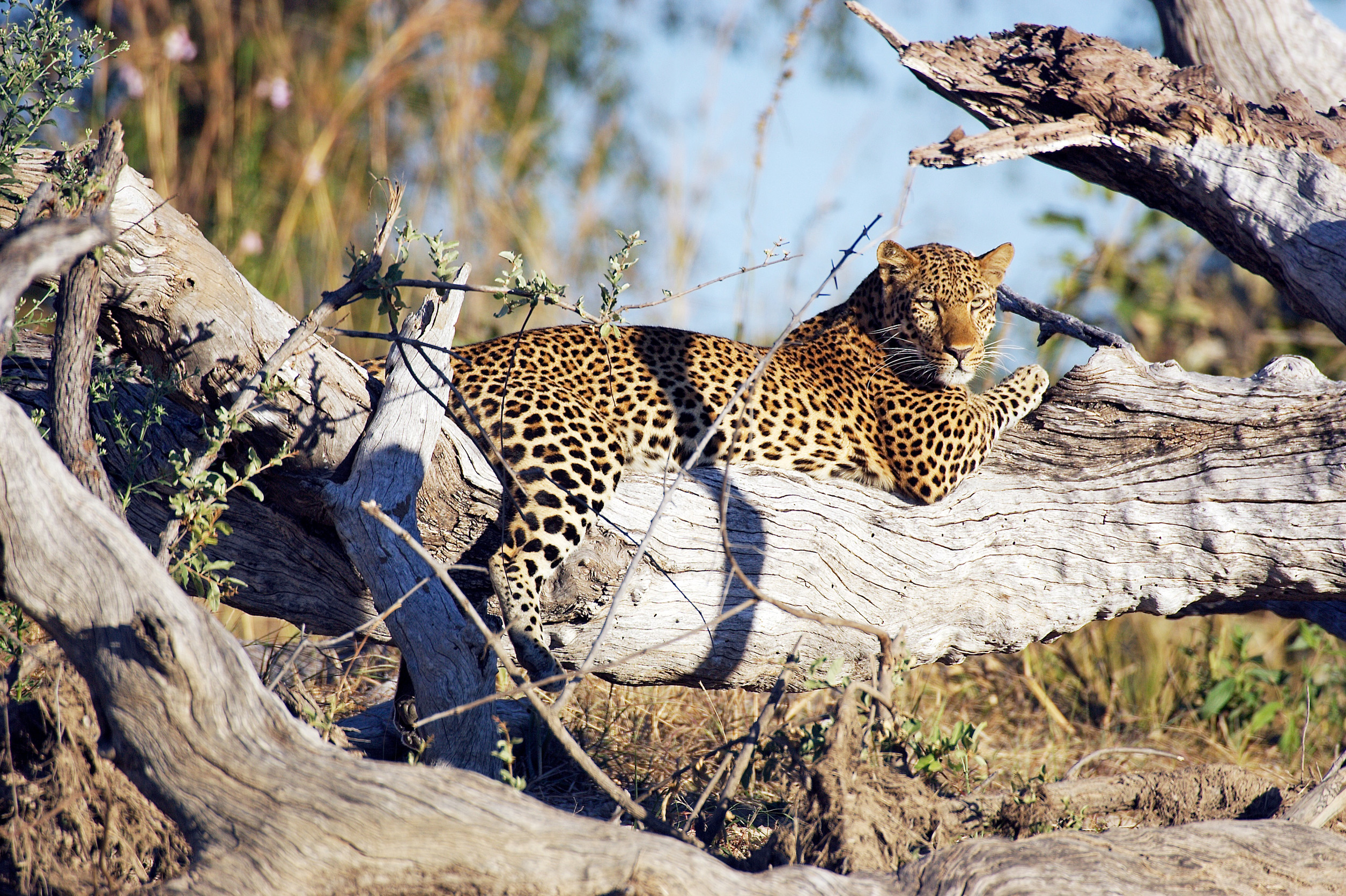 A cheetah cub climbs onto its mother's back for a rest in the golden African sunlight