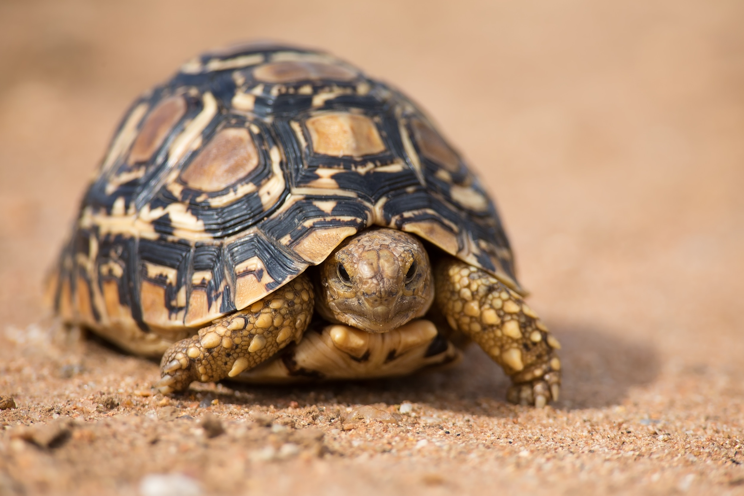 Leopard Tortoise