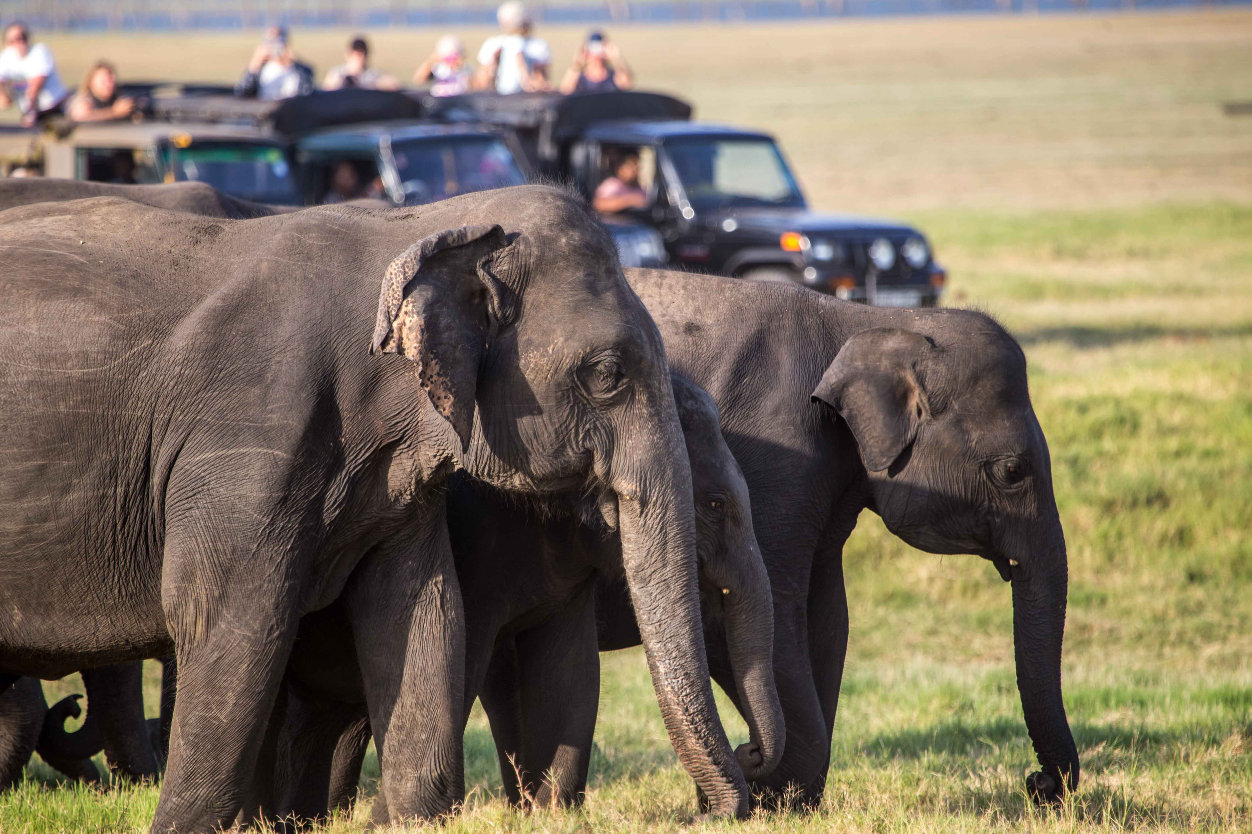 Lower Zambezi National Park: Canoeing with Crocs