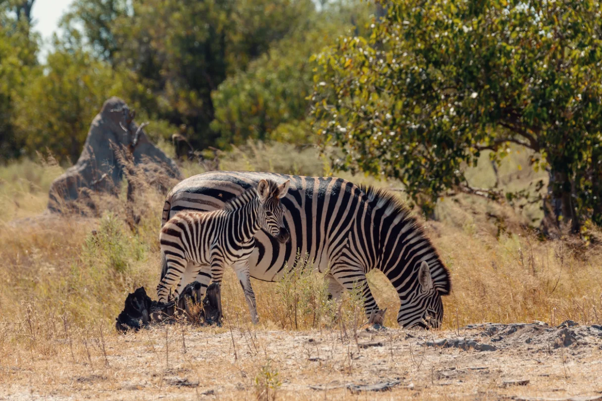 Lower Zambezi National Park