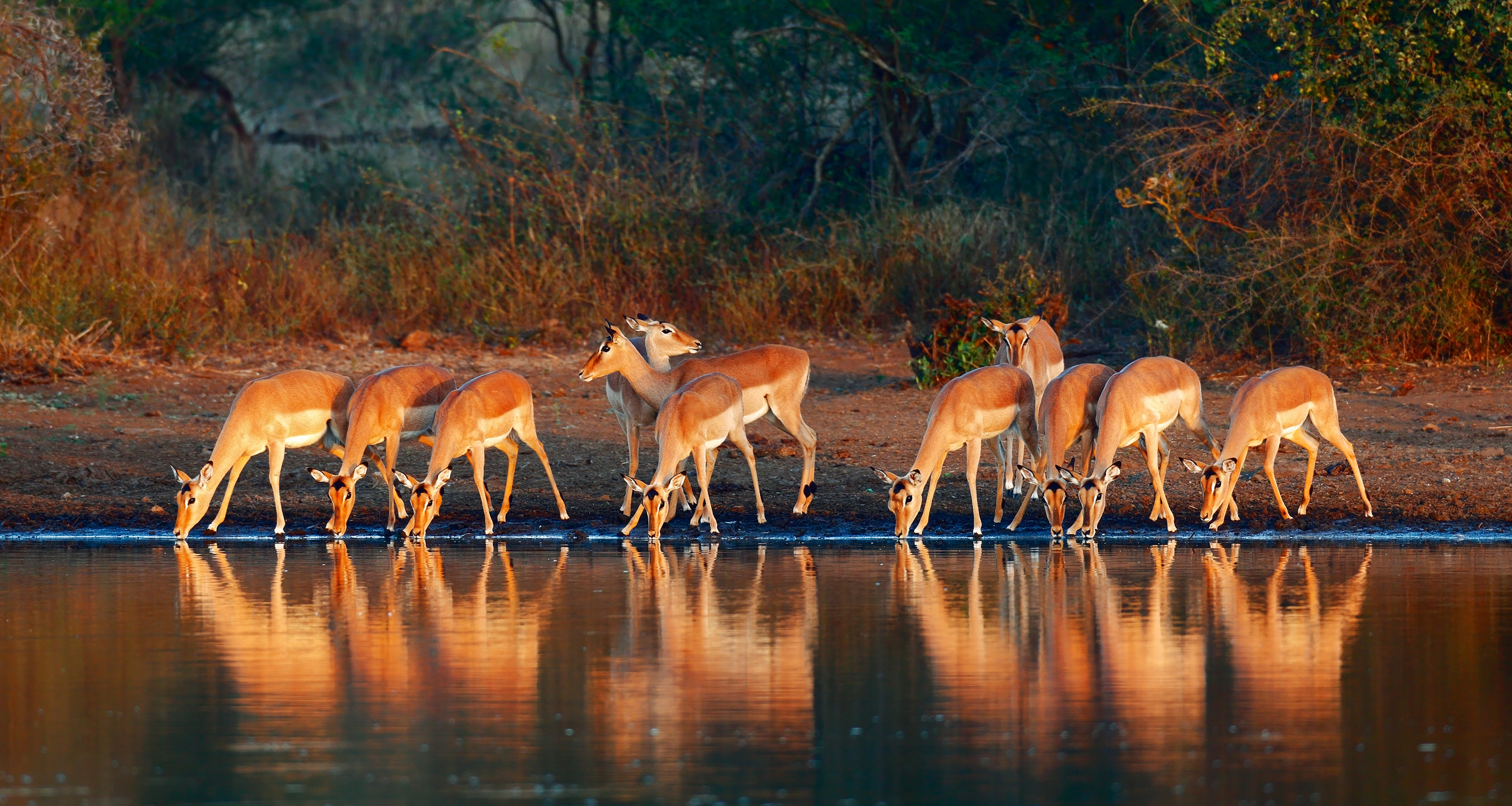 Lower Zambezi National Park: Where River Meets Adventure