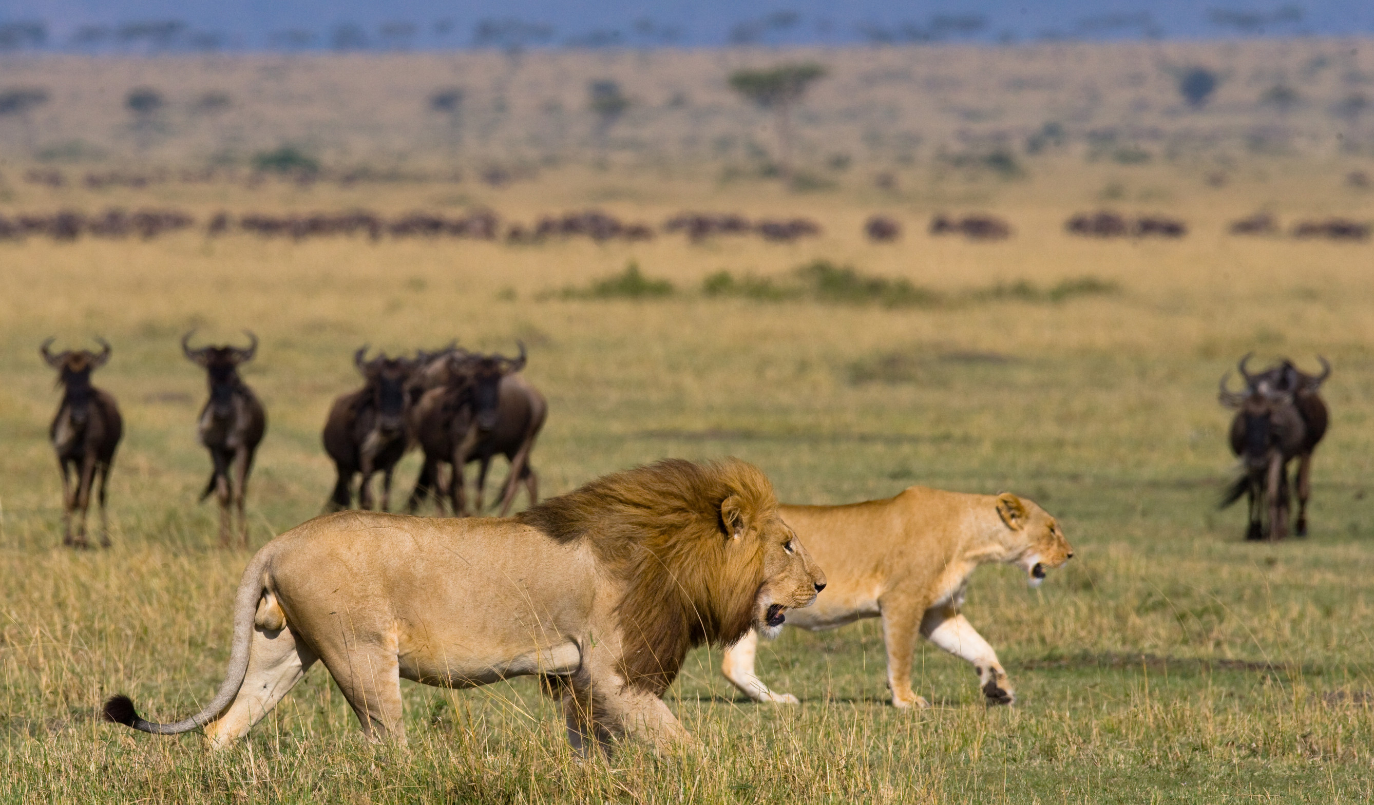 Lower Zambezi National Park