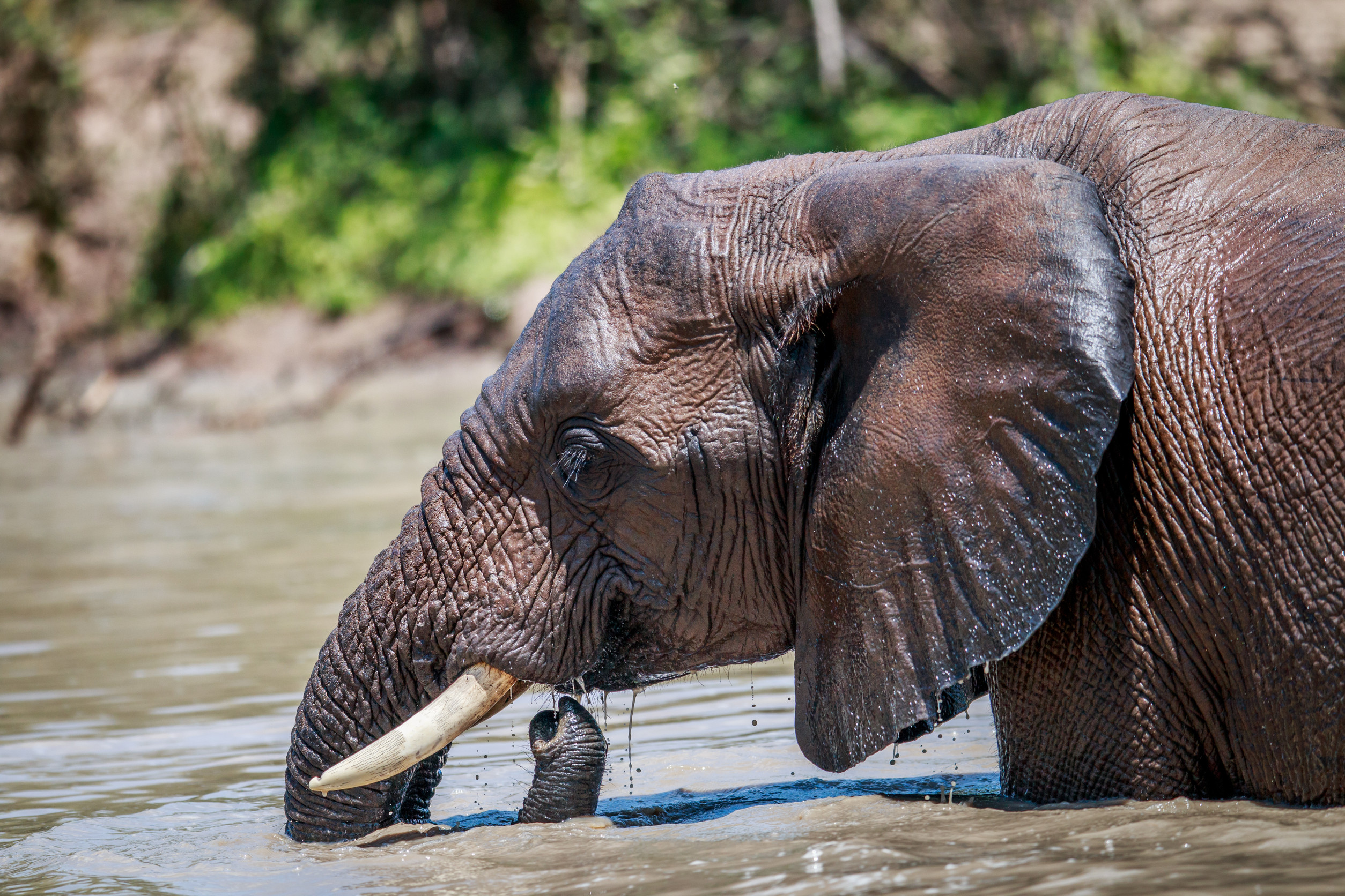 Lower Zambezi