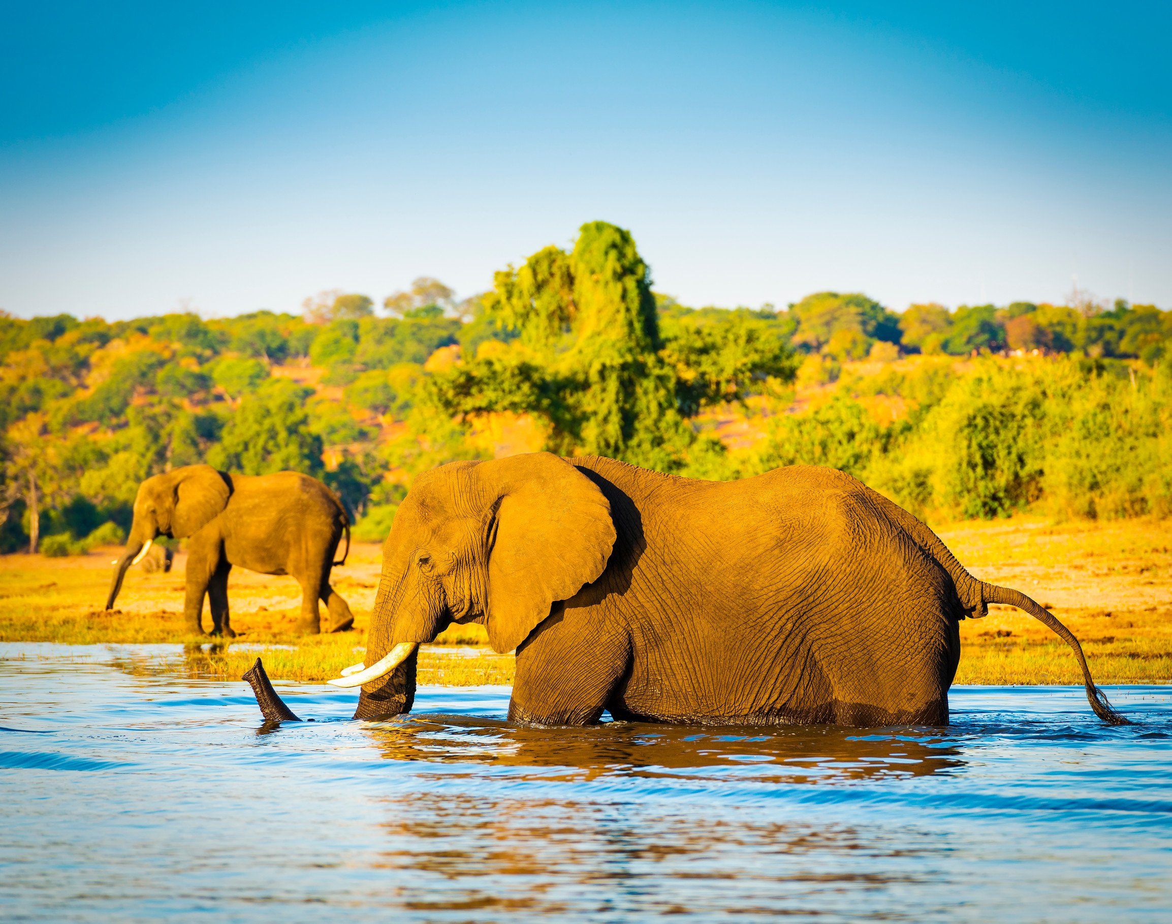 A herd of elephants splashes in a watering hole under the warm African sun