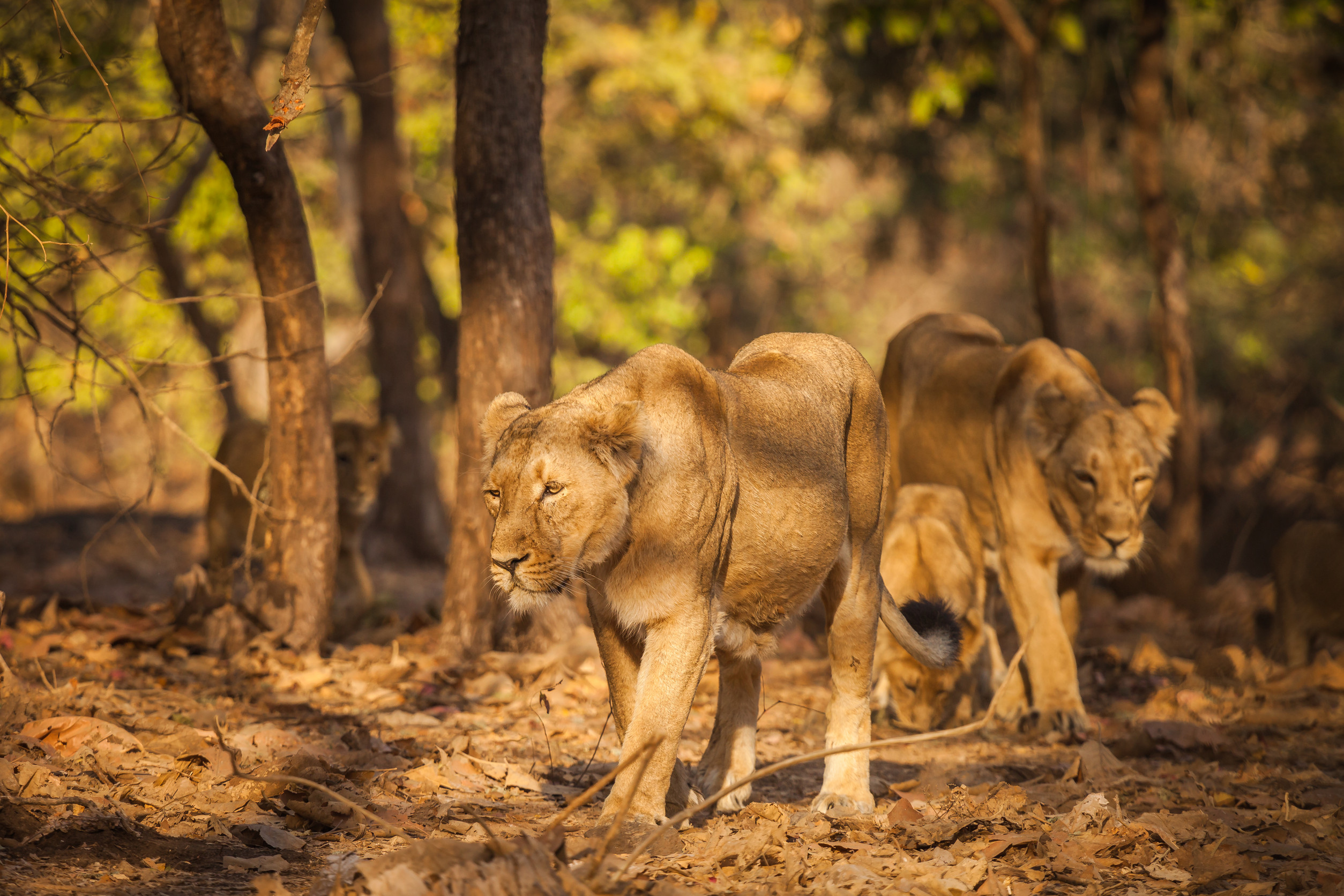 Luangwa National Park in the South