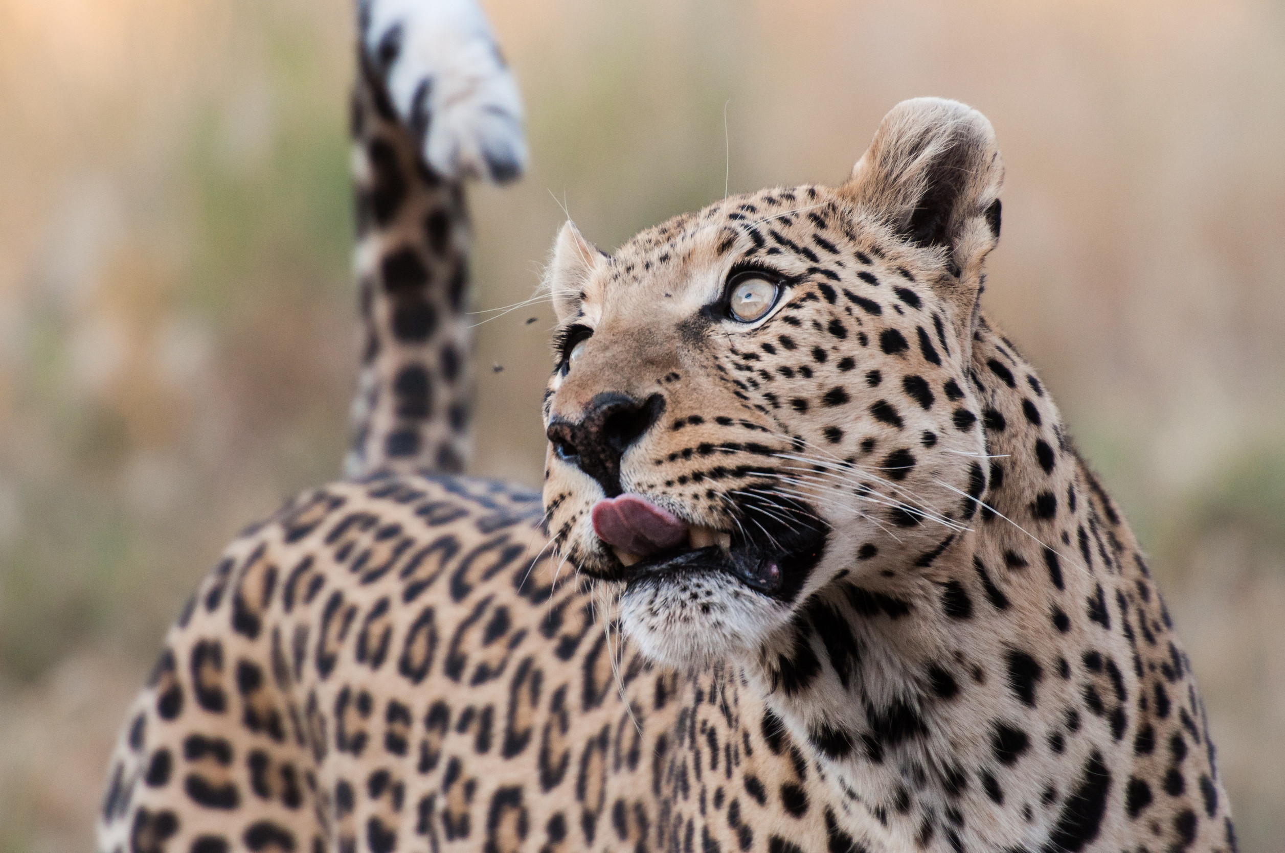 Luangwa Valley