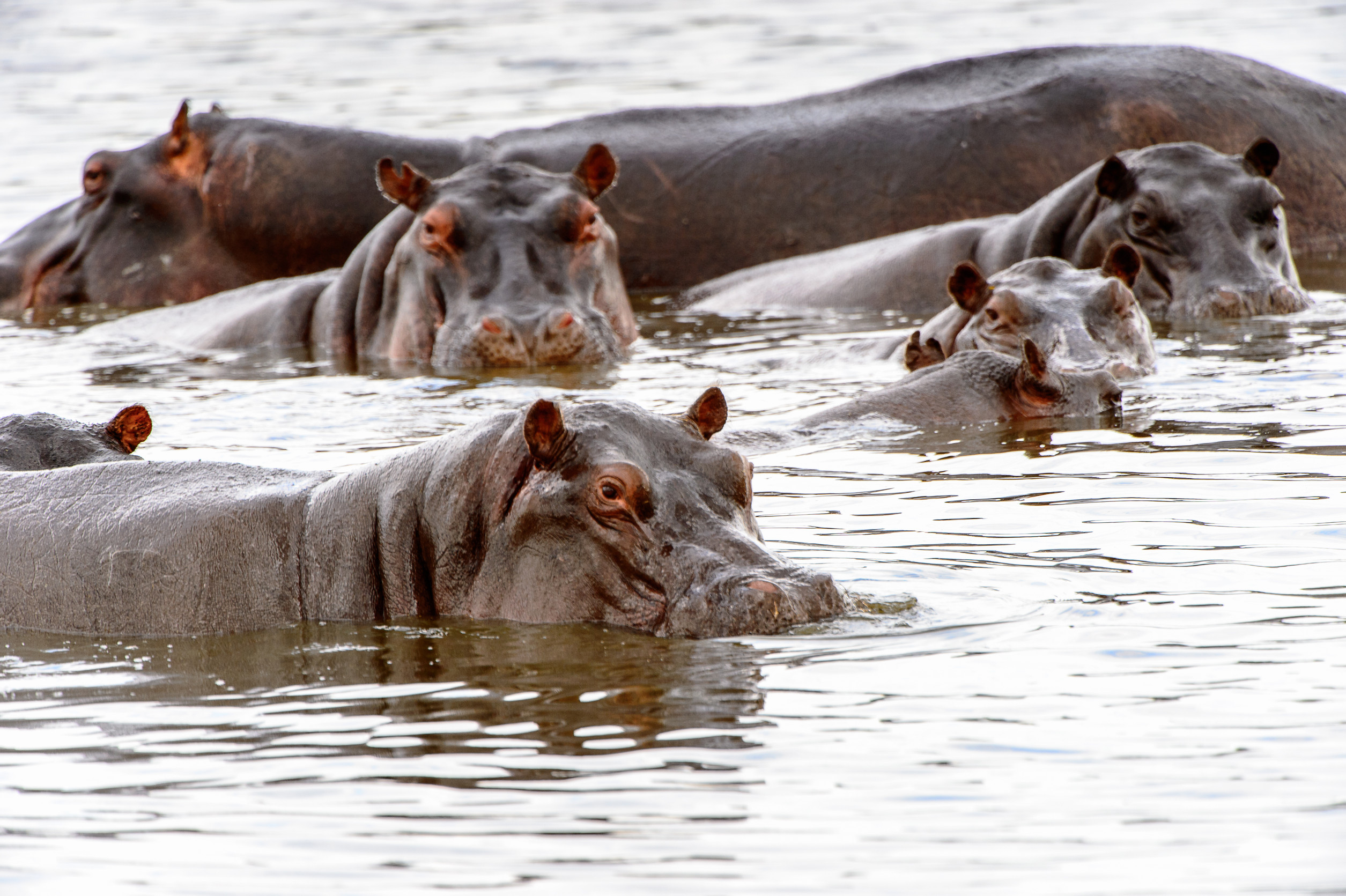 National Park Kafue