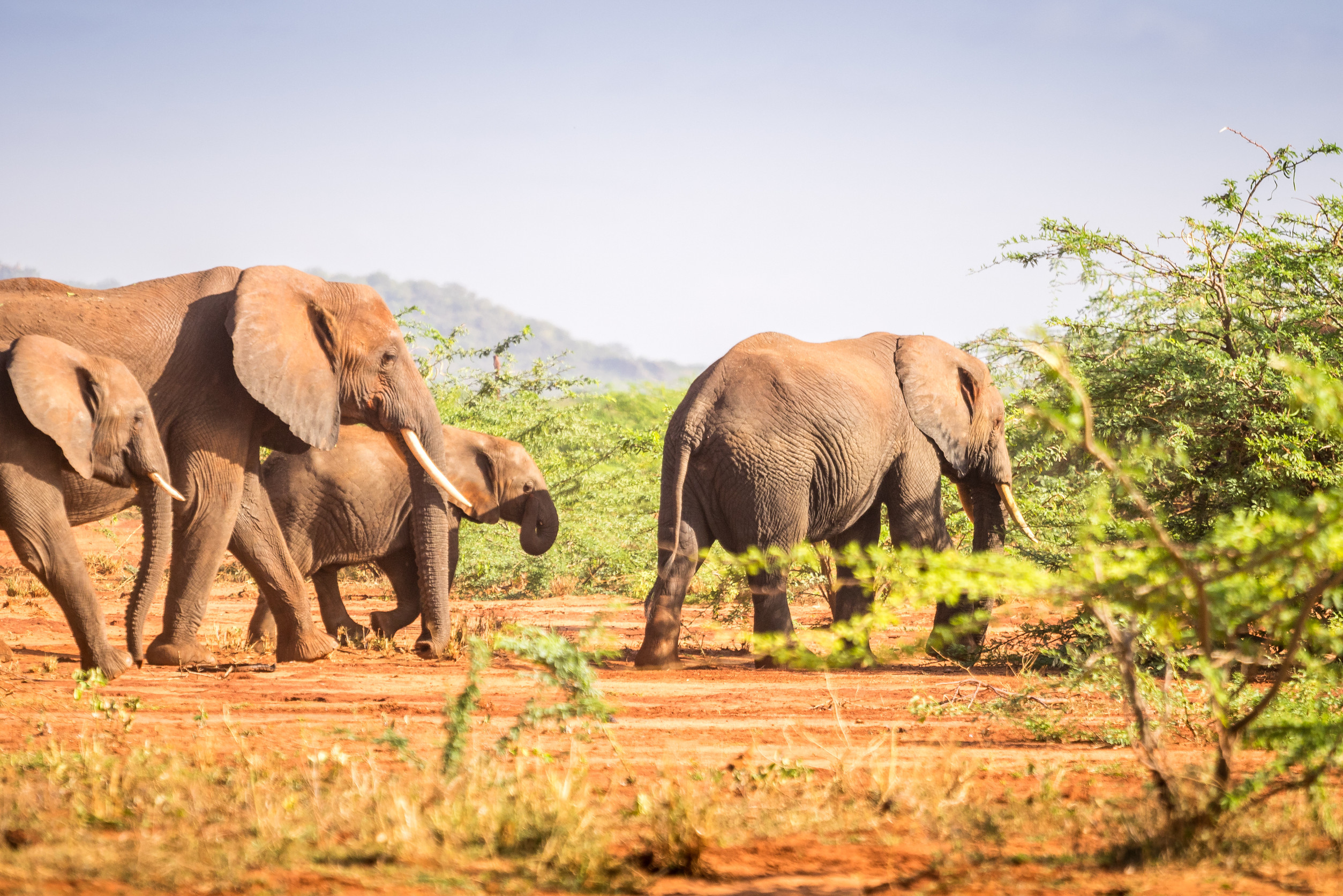 National Park of the Lower Zambezi