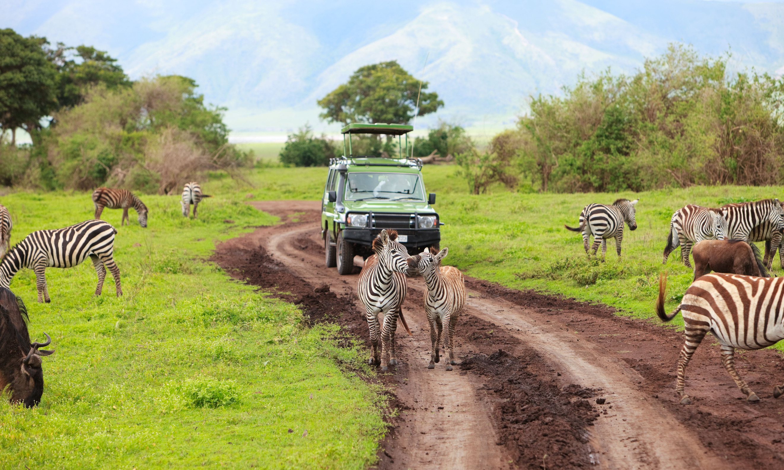 A photographer on a safari van with zebras all around