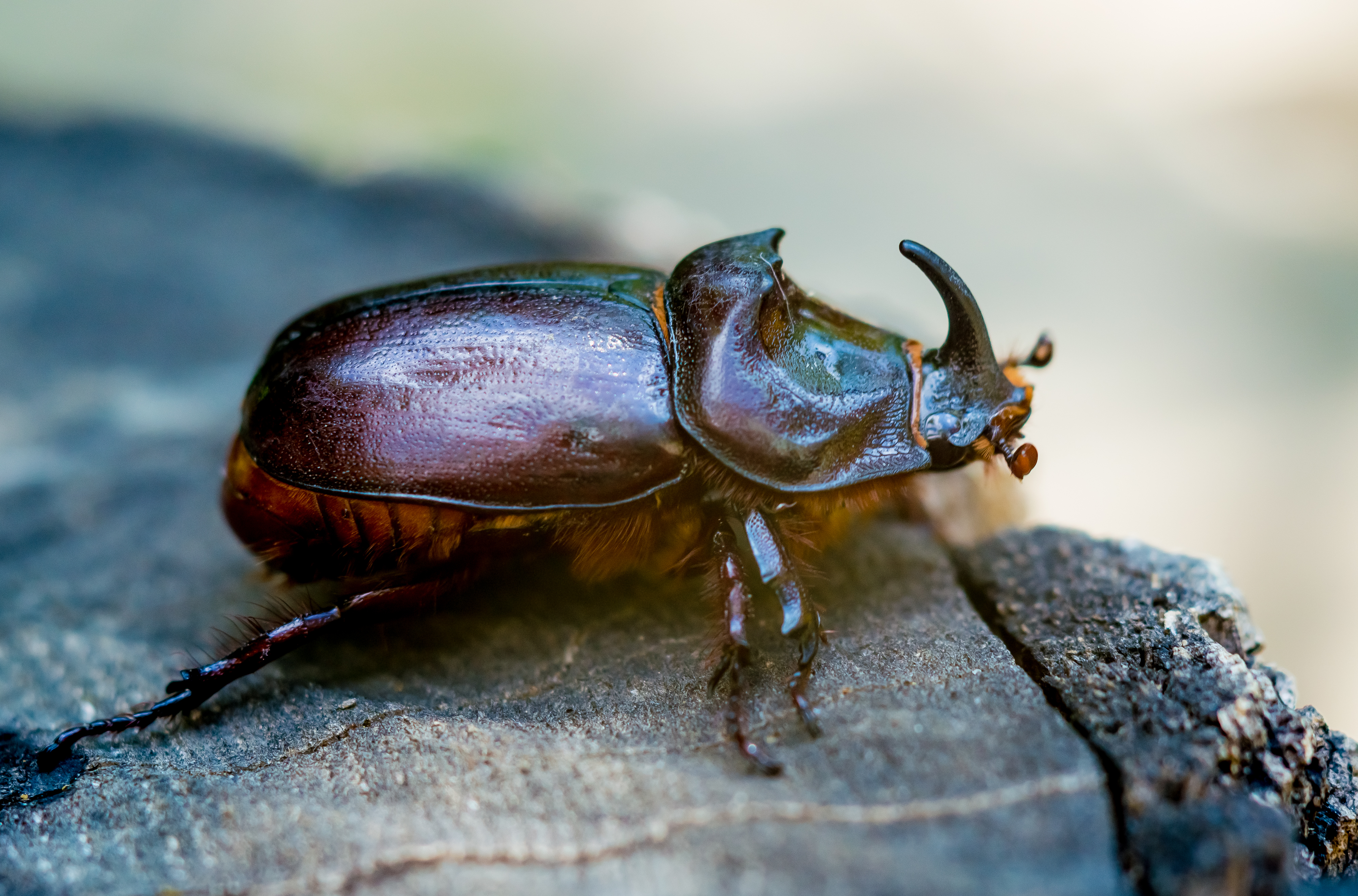 Rhinoceros Beetle