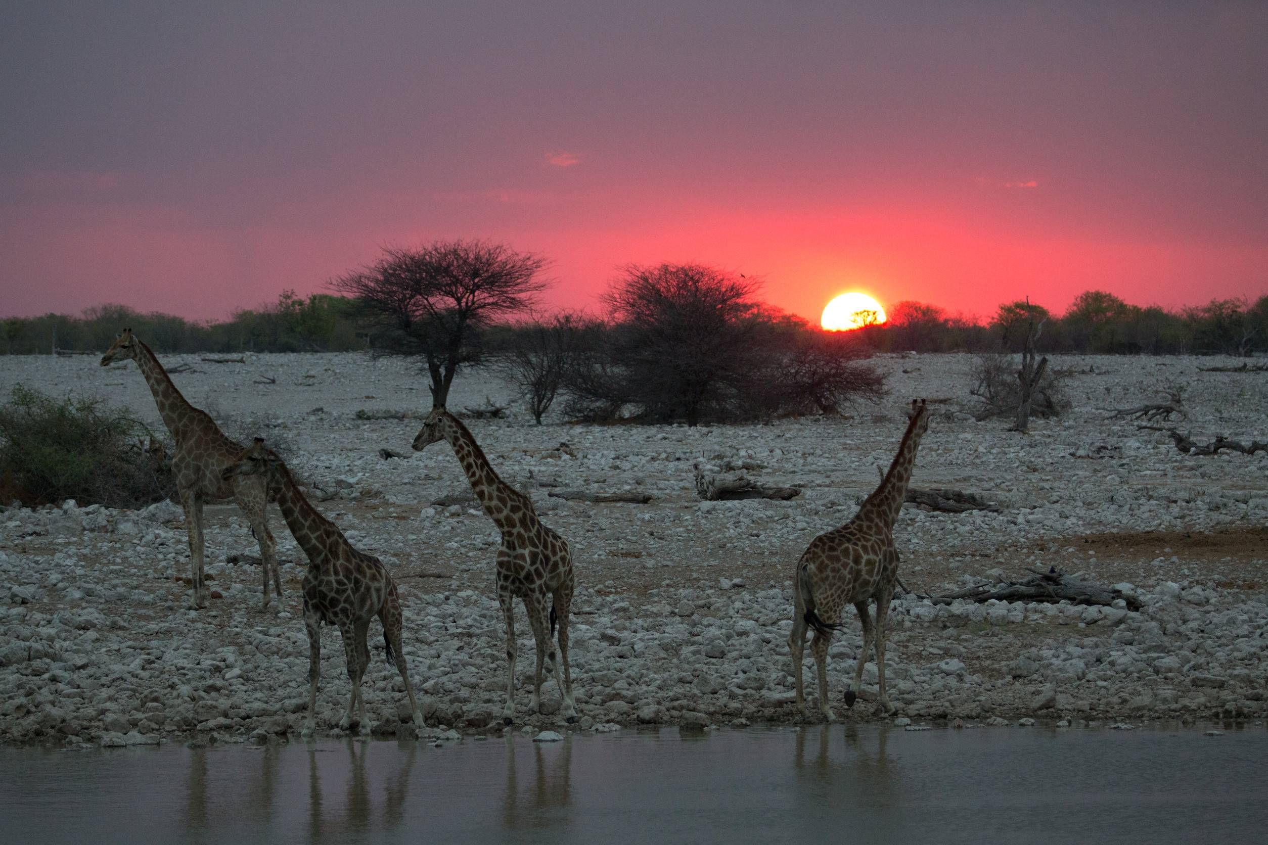 Some Giraffe Is Looking For Grass Trees And Water To Feed Froms
