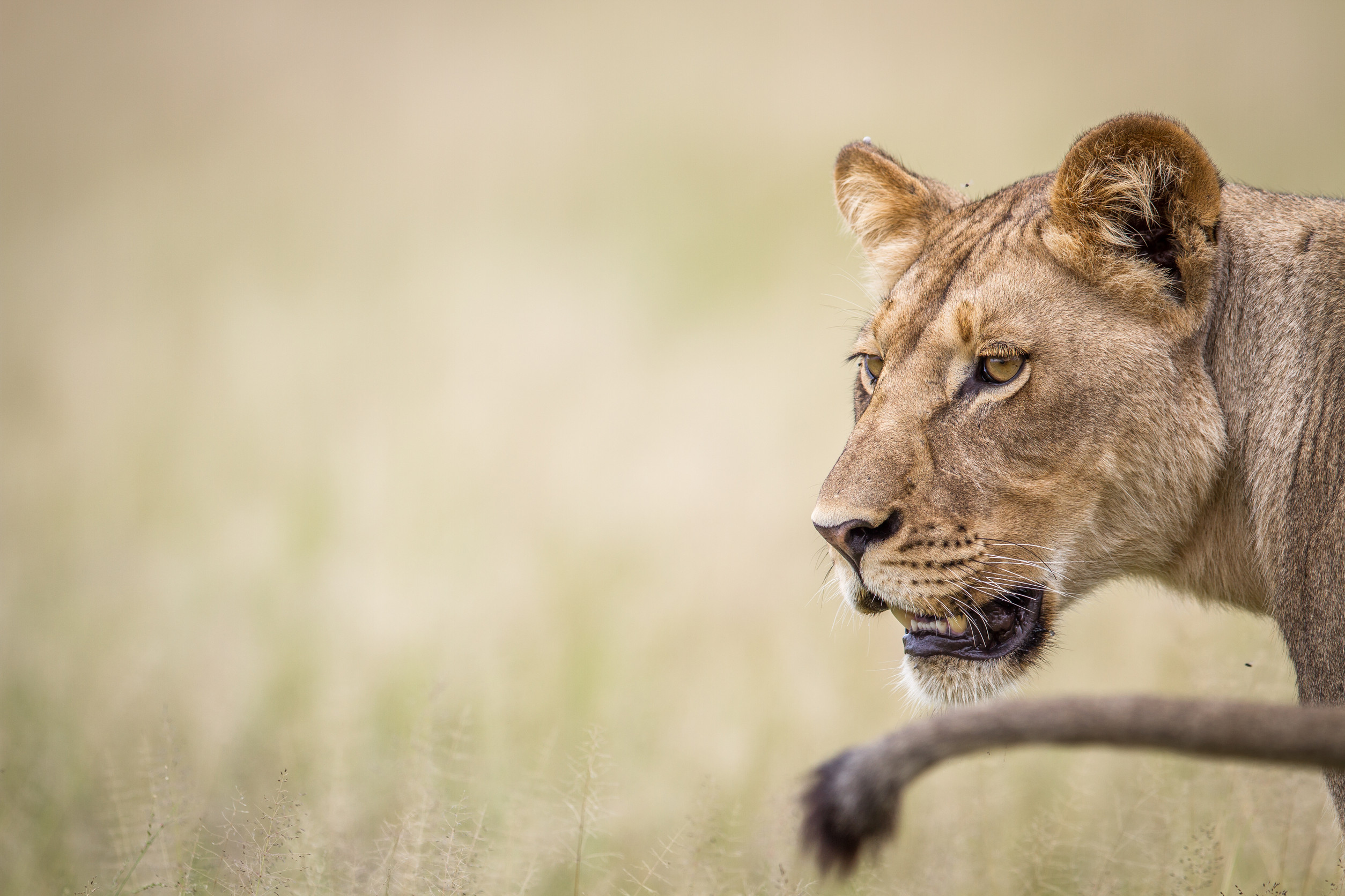 South Luangwa National Park: A Safari Paradise