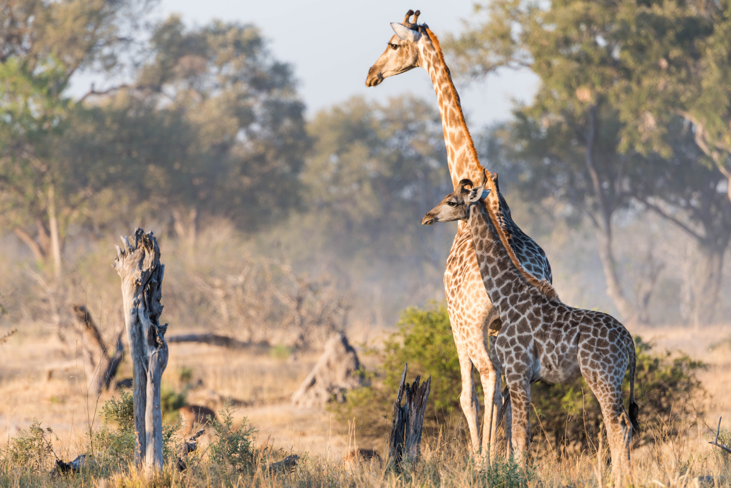 South Luangwa National Park: An Unforgettable Safari Experience