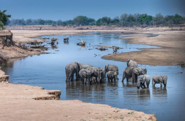 South Luangwa National Park