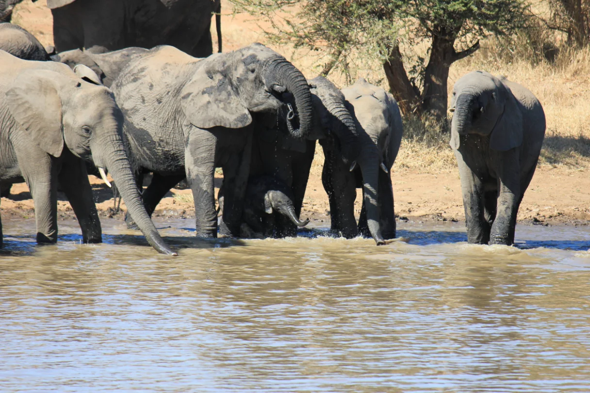 South Luangwa National Park