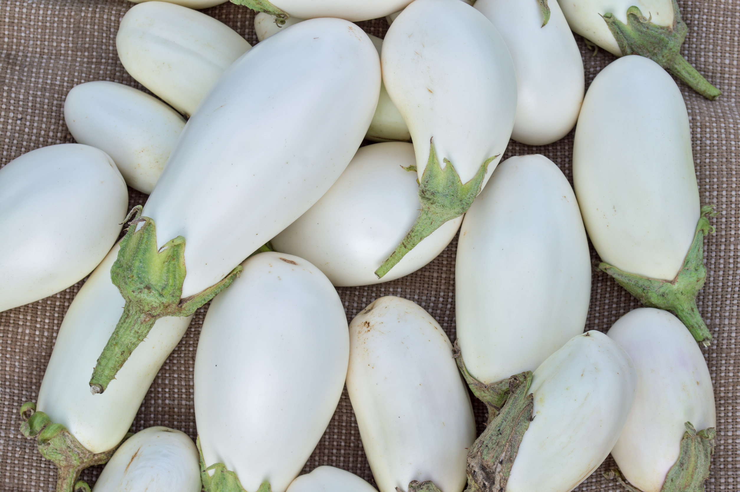 The African Eggplant: Impwa