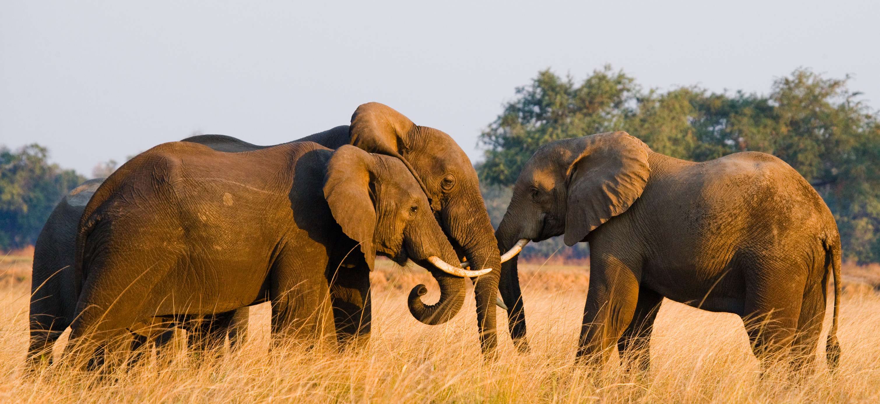 Two Elephants Playing With Each Other Zambias