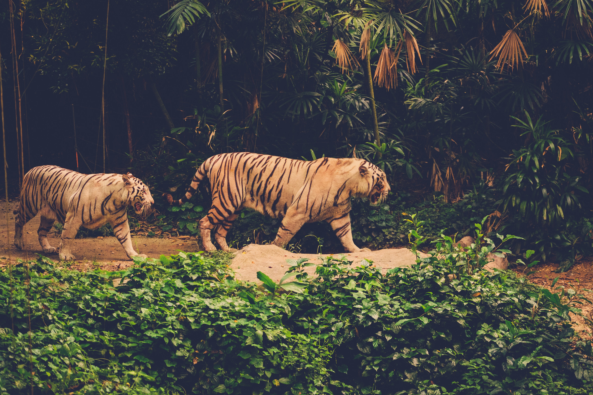 Two tigers walking through a dense, green jungle