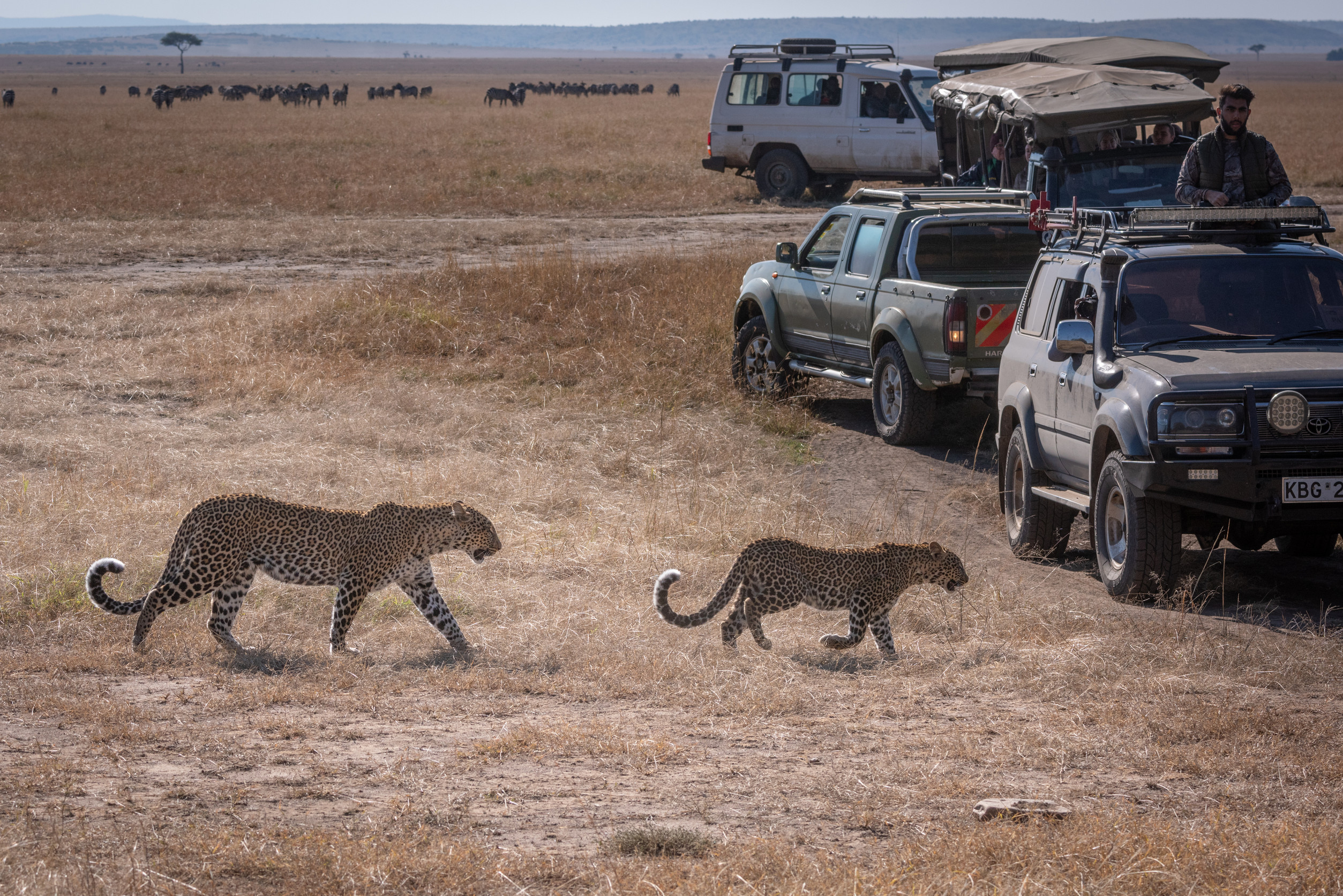 Wildlife Safaris